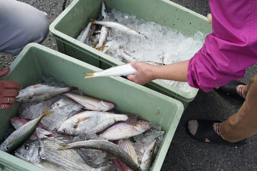 漁師さん釣りたての魚