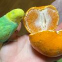 みかんとインコ