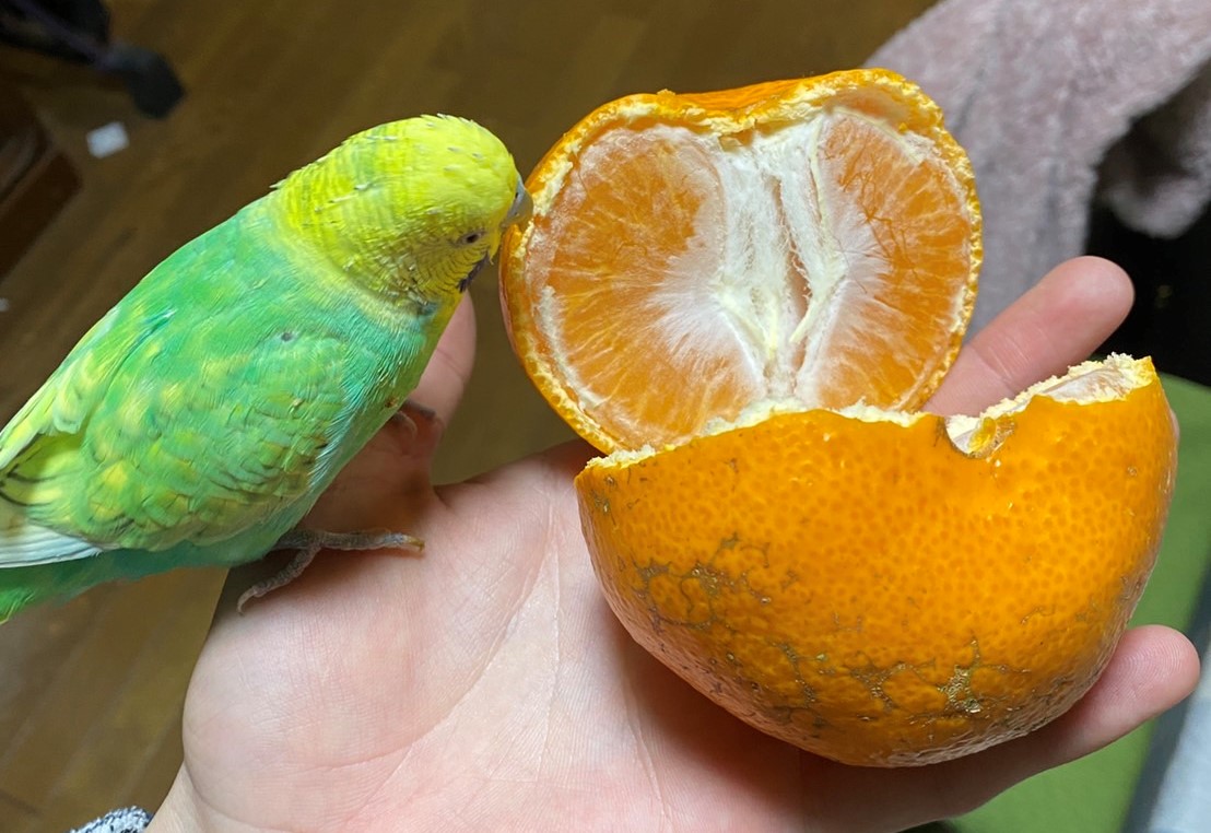 みかんとインコ